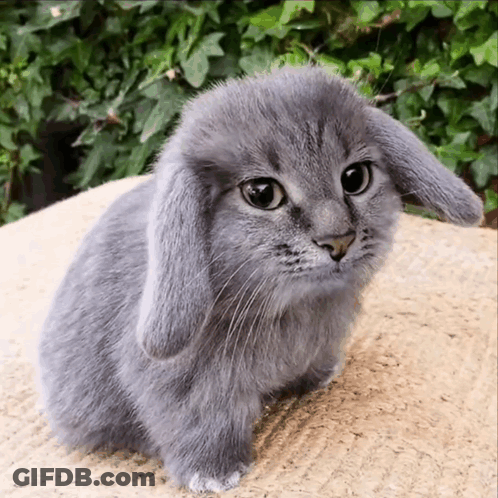 Gray Rabbit Sitting With Long Ears GIF