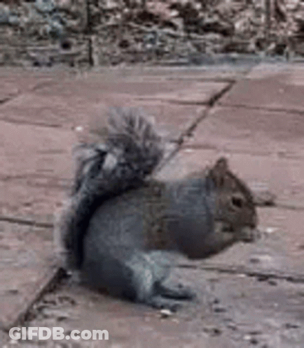 Gray Squirrel Sitting On Brick Sidewalk With Tail Up GIF