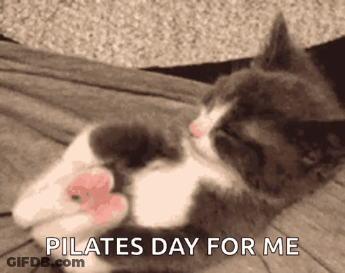 Gray White Cat Laying Pilates Day For Me GIF