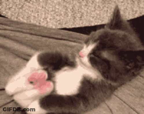 Gray White Cat Lying On Back With Heart Paws GIF