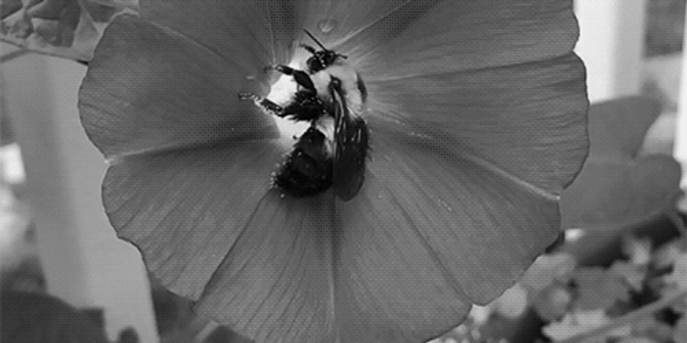 Grayscale Bee And Flower GIF