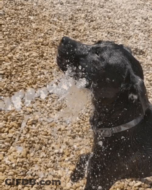 Great Dane Dog Aggressively Drink Water From Hose GIF