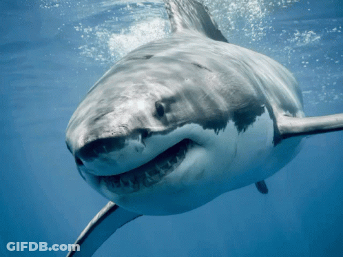 Great White Shark Smiling In Ocean GIF