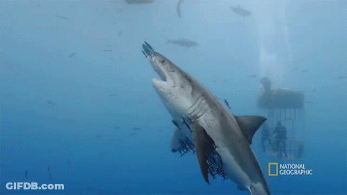 Great White Shark Swimming GIF