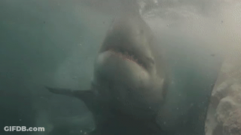 Great White Shark Swimming GIF