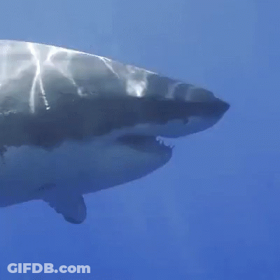 Great White Shark Swimming GIF