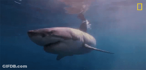 Great White Shark Swimming GIF