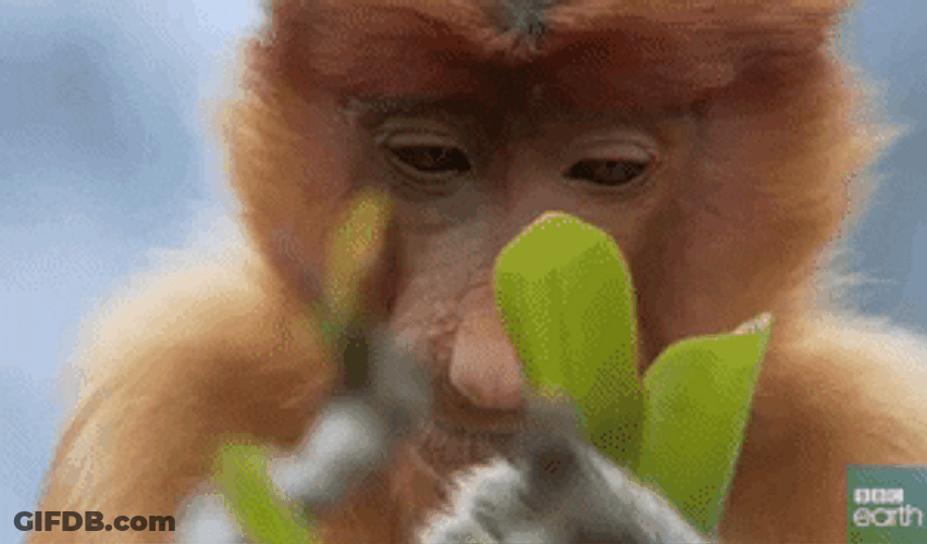 Greedy Brown Monkey Eating Leaves GIF