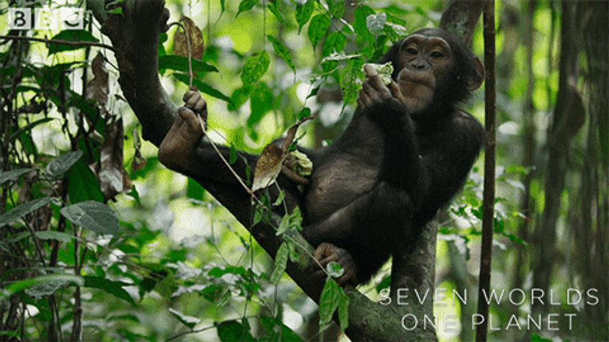 Greedy Monkey Sitting On Tree And Eating GIF