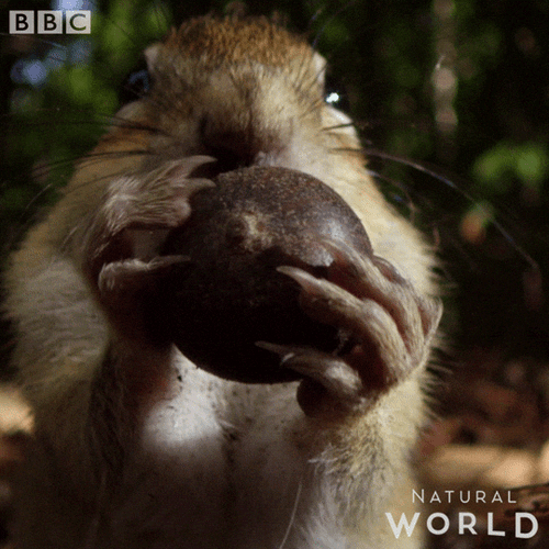 Greedy Squirrel Eating Whole Nut GIF