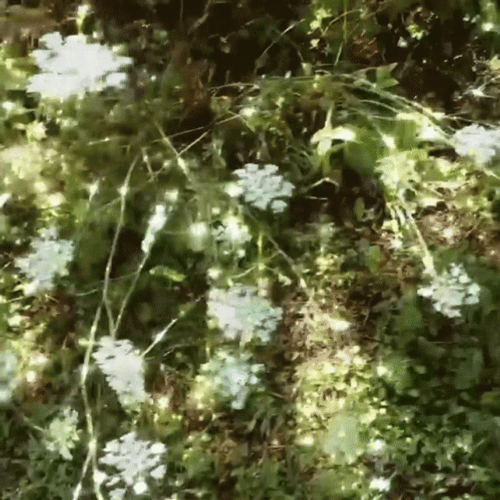 Green Aesthetic Cute Flowers Sparkle GIF