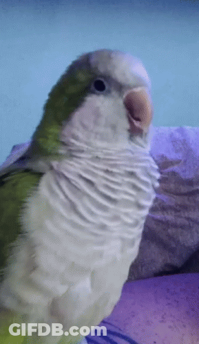 Green And White Parrot Sitting On Purple Pillow GIF