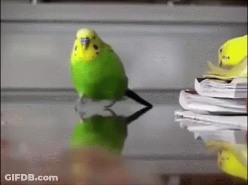 Green And Yellow Parakeet Standing On Table Next To Books GIF