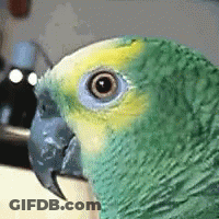 Green And Yellow Parrot Close Up GIF