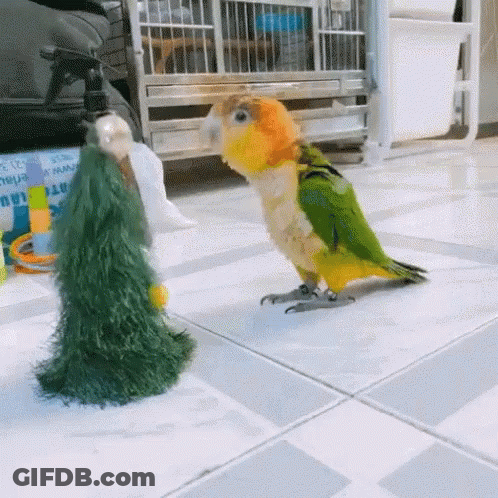 Green And Yellow Parrot Next To Christmas Tree GIF
