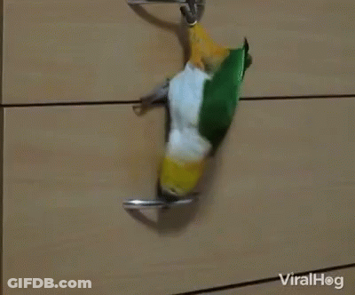 Green And Yellow Parrot On Dresser Door GIF