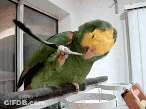 Green And Yellow Parrot Sitting On Branch GIF