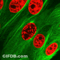 Green Background With Red Circles And Green Circle GIF