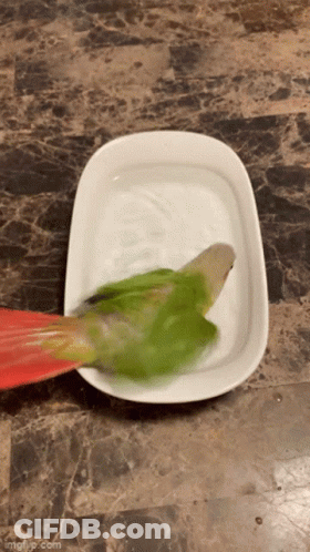 Green Bird Sitting On Plate GIF
