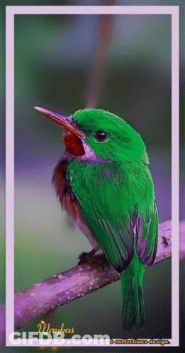 Green Bird With Red Beak On Purple Branch Wayhos GIF