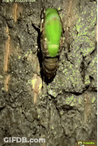 Green Bug Crawling Out Of Tree Hole GIF
