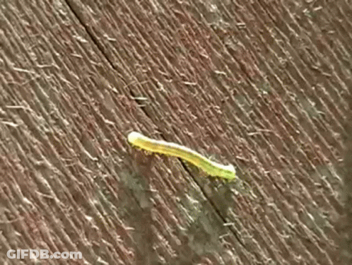 Green Bug On Wooden Surface GIF