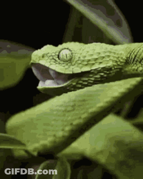 Green Bush Anaconda Yawn GIF