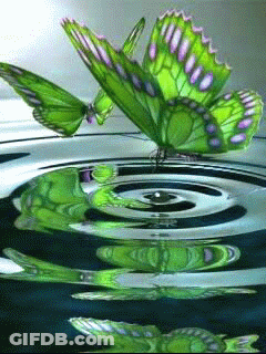 Green Butterfly On Circle Of Water GIF