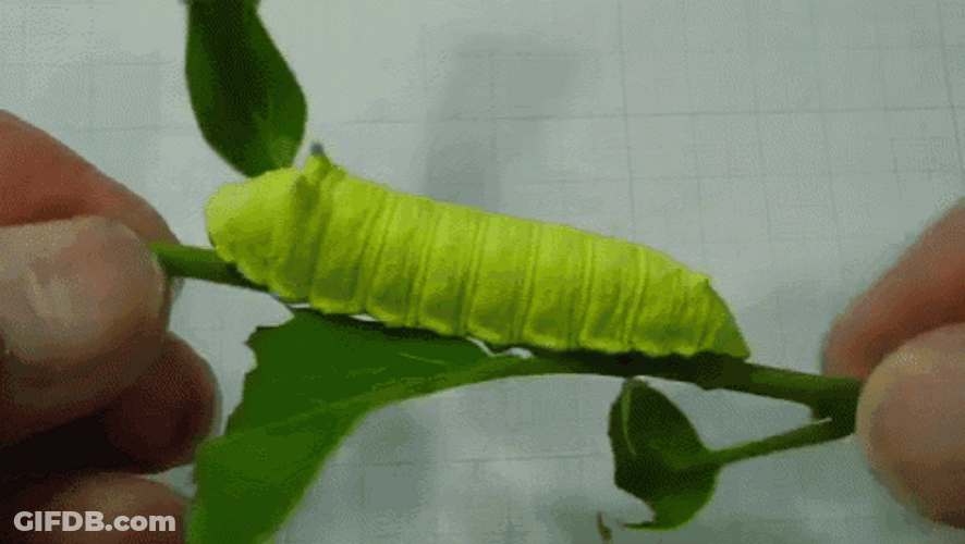 Green Caterpillar On A Stem GIF