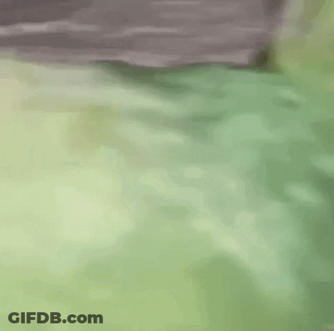 Green Chicken With Red Head And White Beak On Bed GIF