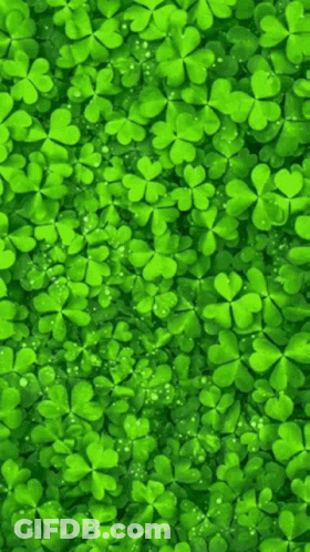 Green Clovers Growing In Grass GIF