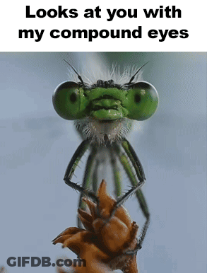 Green Dragonfly Looks At You GIF