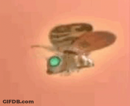 Green Eye Moth Flying On Pink GIF