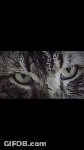 Green Eyed Cat GIF