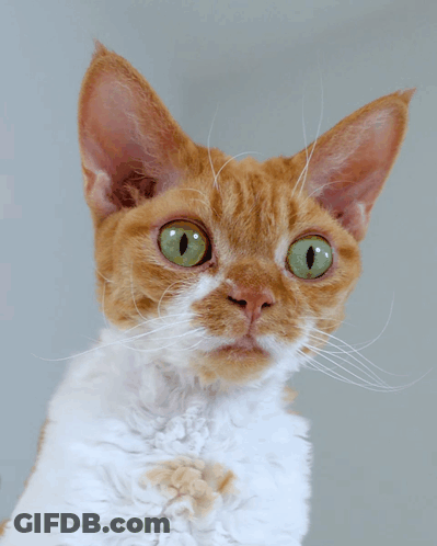 Green Eyed Cat Looking At Camera GIF