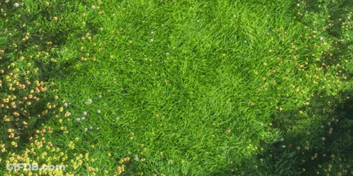 Green Field With Yellow Flowers GIF
