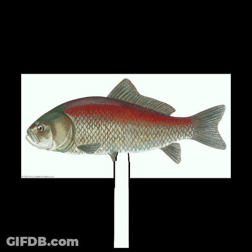 Green Fish Saying Fish GIF