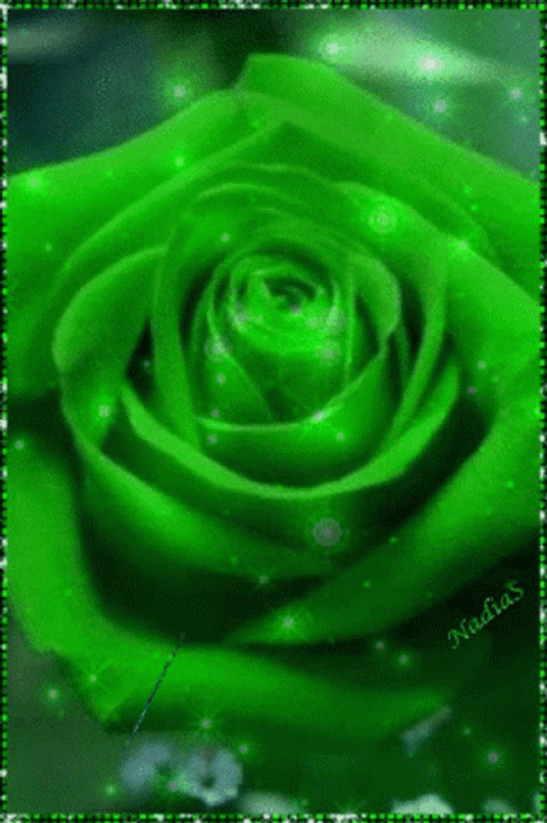 Green Floral Rose Blooming GIF