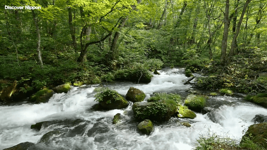 Green Forest Stream GIF