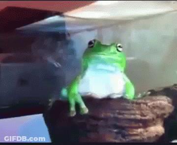 Green Frog On Rock By Glass Container GIF
