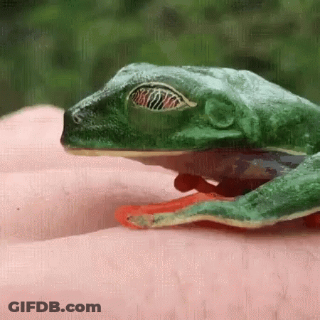 Green Frog Sitting On Arm GIF