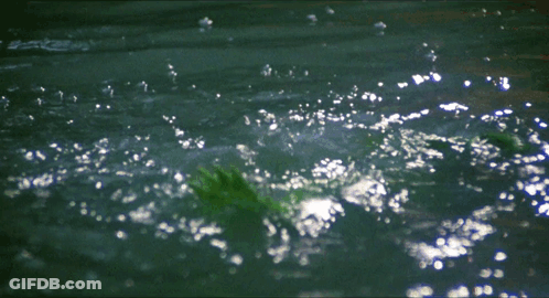 Green Frog Swimming In Water GIF