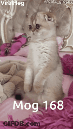 Green Frog With Purple Eyes And Pink Bow Tie In Front Of Mirror GIF