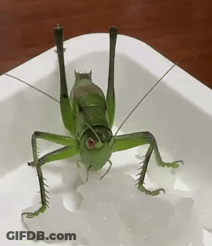 Green Grasshopper Sitting On Plate GIF