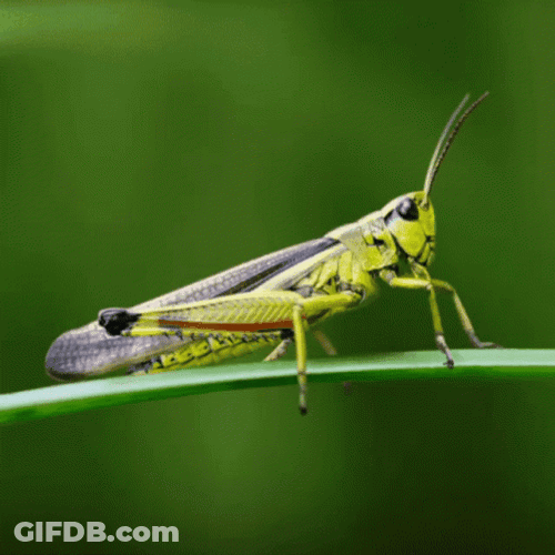 Green Grasshopper Species GIF