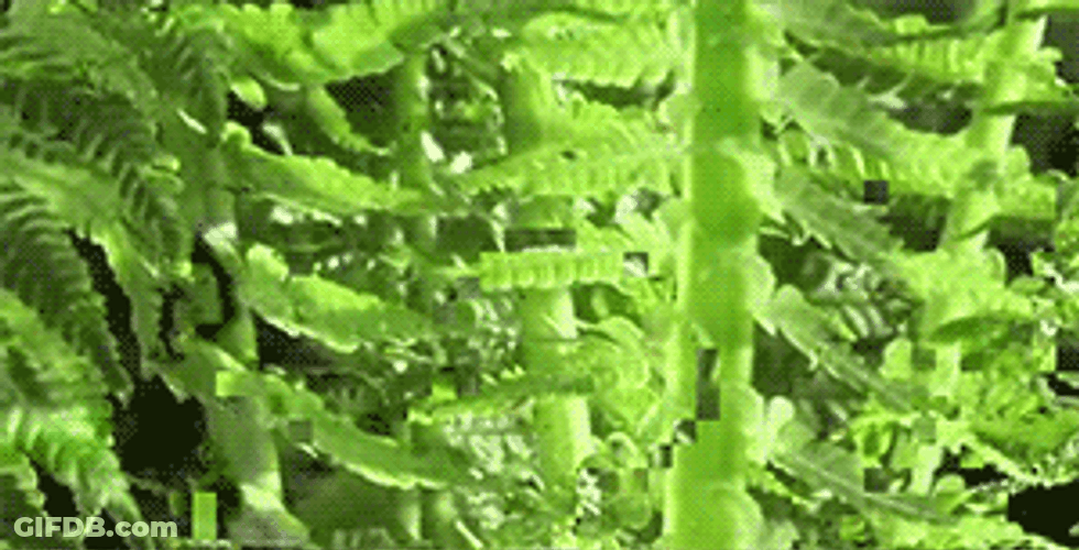 Green Growing Plants GIF
