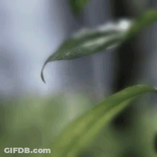 Green Leaf With Water Drop GIF
