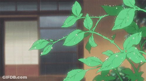 Green Leaves With Water Drops On Them In The Rain GIF