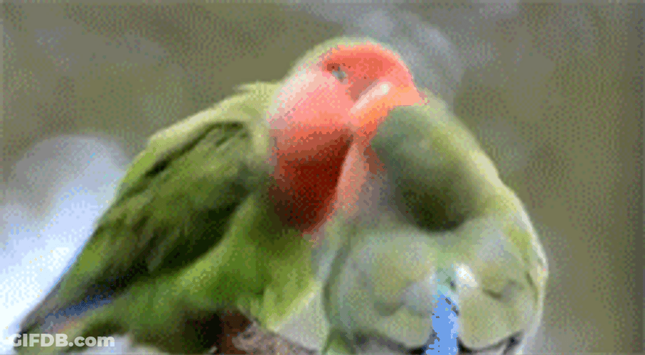 Green Love Birds Macaw GIF