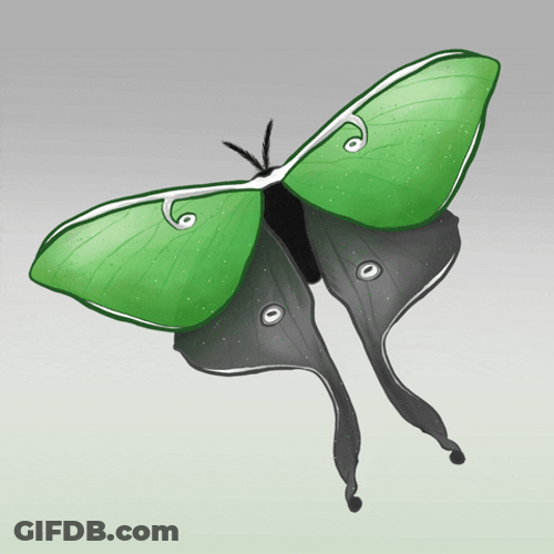 Green Moth Sketch Art GIF